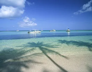 Faraway Prints: Palm Trees Shadows, Pigeon Point, Tobago, West Indies, Caribbean