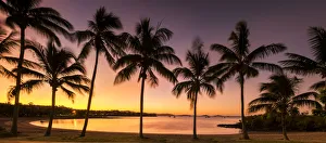 Palm Trees at Sunset, Airlie Beach, Queensland, Australia