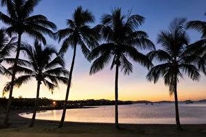 Queensland Prints: Palm Trees at Sunset, Airlie Beach, Queensland, Australia