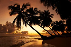 Palm Trees at Sunset, Barbados, West Indies