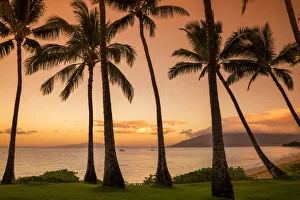 Maui Prints: Palm Trees at Sunset, Kamaole Beach Park, Kihei, Maui, Hawaii, USA