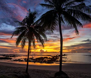 Palmtree Prints: Palm Trees at Sunset, Khao Lak, Phang-nga, Thailand, Asia