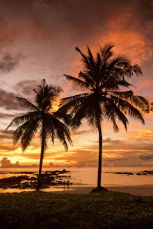 Images Dated 19th August 2019: Palm Trees at Sunset, Khao Lak, Phang-nga, Thailand, Asia