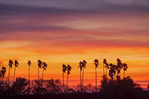 Graceful Prints: Palm trees at sunset, Mercedes, Texas, USA, Mercedes, Texas, USA