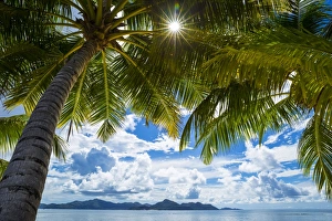 Beach Prints: Palm trees and tropical beach, La Digue, Seychelles