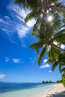 Images Dated 10th May 2015: Palm trees and tropical beach, La Digue, Seychelles