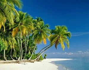 Images Dated 12th February 2008: Palm Trees & Tropical Beach, Maldive Islands, Indian Ocean