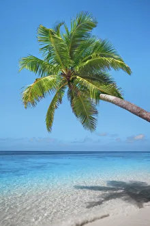 Palm trees and tropical beach - Maldives, Nord Nilandhe Atoll, Filitheyo