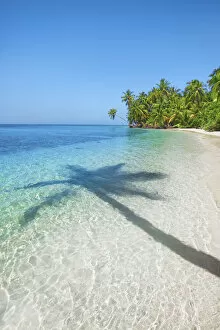 Images Dated 1st March 2021: Palm trees and tropical beach - Maldives, Nord Nilandhe Atoll, Filitheyo
