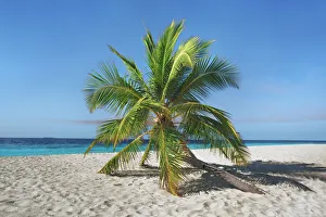 Palm trees and tropical beach - Maldives, Nord Nilandhe Atoll, Filitheyo