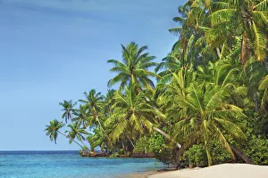 Palm trees and tropical beach - Maldives, Nord Nilandhe Atoll, Filitheyo