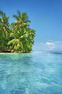 Images Dated 1st March 2021: Palm trees and tropical beach - Maldives, Baa Atoll, Kunfunadhoo - Soneva Fushi