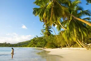 Beach Gallery: Palm trees and tropical beach, southern Mahe, Seychelles