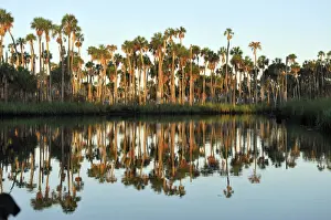 Palm Trees along Weeki Wachee River, Weeki Wachee Springs State Park, Spring Hill