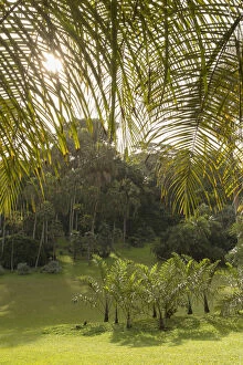Palm Valley, Botanic Gardens (UNESCO World Heritage Site), Singapore
