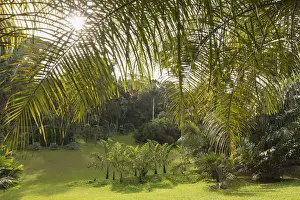 Palm Valley, Botanic Gardens (UNESCO World Heritage Site), Singapore
