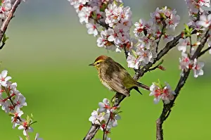 Winnipeg Prints: Palm warbler (Setophaga palmarum) in Nanking cherry Winnipeg, Manitoba, Canada