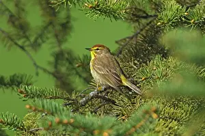 Winnipeg Prints: Palm warbler (Setophaga palmarum) in spruce tree Winnipeg, Manitoba, Canada