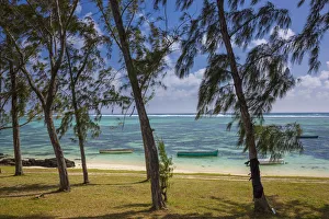 Flacq Prints: Palmar beach and Casuarina Trees, Flacq, East Coast, Mauritius