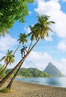 Retreat Prints: Palmtrees and Tree Climber at Soufriere Beach Park and bay at sunset Soufriere