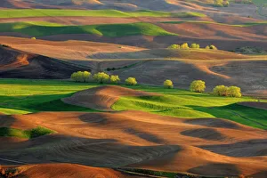 Great Plains Prints: Palouse farmland in evening light in springtime, Steptoe Butte State Park, Washington, USA