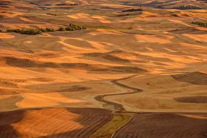 Agricultural Prints: Palouse landscape in late summer from a high viewpoint