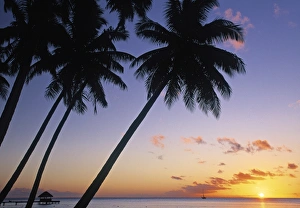 Tahiti Prints: Pam tree and beach at sunset