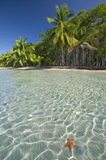 Images Dated 28th March 2008: Panama, Bocas del Toro Province, Colon Island (Isla Colon) Star Beach, Star fish in sea