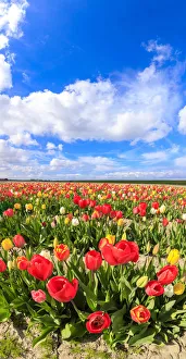 Panorama of multicolored tulips framed by blue sky Yerseke Reimerswaal province of Panorama of multicolored tulips framed by blue sky Yerseke Reimerswaal province of