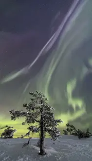Panorama Prints: Panorama of snowy woods and frozen trees framed by Northern lights and stars Levi