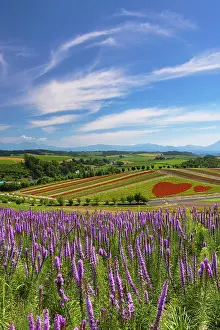 Hokkaido Prints: Panoramic Flower Gardens Shikisai-no-oka, Biei, Hokkaido, Japan