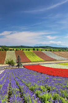 Biei Prints: Panoramic Flower Gardens Shikisai-no-oka, Biei, Hokkaido, Japan