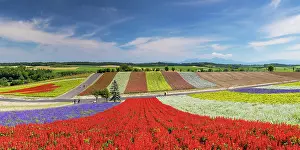 Hokkaido Prints: Panoramic Flower Gardens Shikisai-no-oka, Biei, Hokkaido, Japan