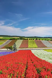 Biei Prints: Panoramic Flower Gardens Shikisai-no-oka, Biei, Hokkaido, Japan