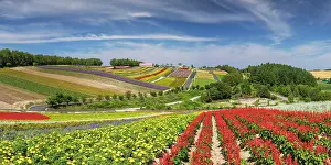 Biei Prints: Panoramic Flower Gardens Shikisai-no-oka, Biei, Hokkaido, Japan