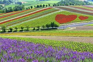 Hokkaido Prints: Panoramic Flower Gardens Shikisai-no-oka, Biei, Hokkaido, Japan