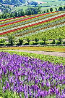 Hokkaido Prints: Panoramic Flower Gardens Shikisai-no-oka, Biei, Hokkaido, Japan