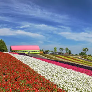 Hokkaido Prints: Panoramic Flower Gardens Shikisai-no-oka, Biei, Hokkaido, Japan