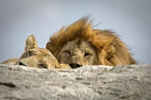 Images Dated 2008 October: Panthera leo (Lion), Serengeti National Park, Tanzania