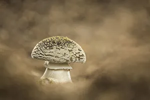 Fungus Prints: Panthercap (Amanita pantherina), New Forest National Park, Hampshire, England, UK