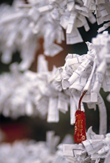 Paper Wishes