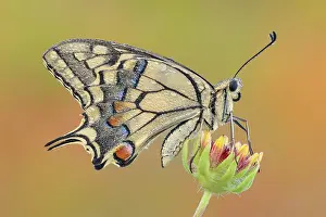 Insects Prints: Papilio machaon (Common yellow swallowtail), Como province, Lombardy, Italy