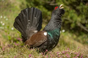 Birdwatching Prints: Parade of the western capercaillie, Trentino Alto-Adige, Italy