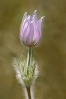 Winnipeg Prints: Paririe crocus in spring. (Anemone patens)