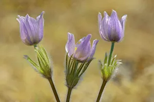Winnipeg Prints: Paririe crocus in spring. (Anemone patens)