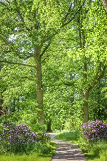 Rhododendron Prints: Park of Bothmer Castle in Klutz, Mecklenburg-West Pomerania, North Germany, Germany