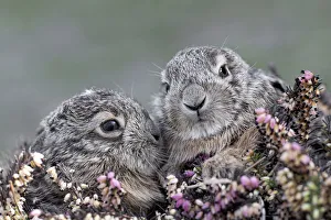 Park Orobie Valtellina, Lombardy, Italy. Hare, Lepus europaeus