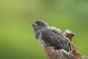 Park Orobie Valtellina, Lombardy, Italy. Cuculo, cuculus canorus