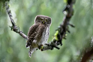 Animalia Prints: Park Orobie Valtellina, Lombardy, Italy