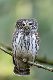 Animalia Prints: Park Orobie Valtellina, Lombardy, Italy